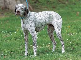 犬を家族に迎える前に